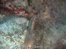 fireworm by Harvey Reeve 